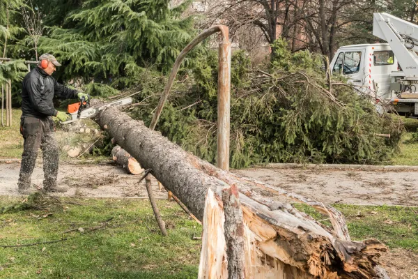 Man using chainsaw to cut a fallen tree