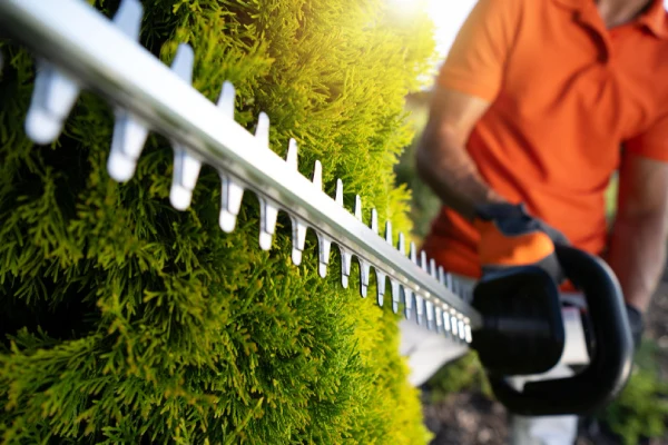 Person trimming green hedge with electric hedge trimmer on sunny afternoon