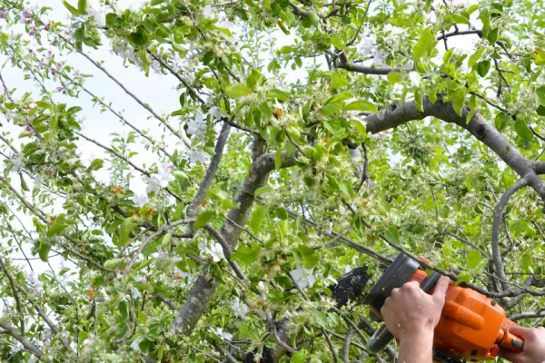 Low section of person holding fresh green plant against trees