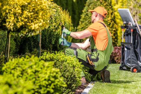 Professional male gardener trimming small trees in garden