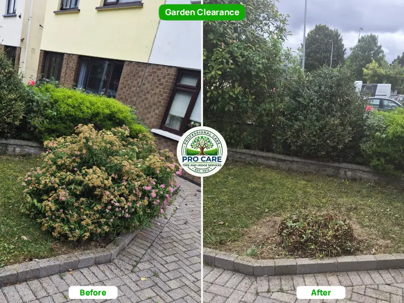 Before and after clearance of overgrown flowering shrub in front garden bed, Pro Care Tree and Hedge Services