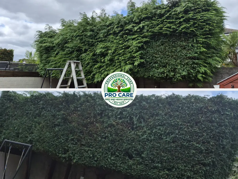 Before and after conifer hedge cutting by Pro Care Tree and Hedge Services — tall, wild-growing hedge overhanging a garden wall on top, neatly trimmed and levelled hedge on the bottom.