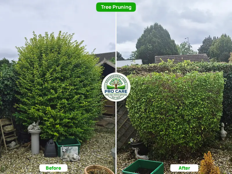 Before and after shaping of a large overgrown shrub in a garden with ornamental statues, Pro Care Tree and Hedge Services