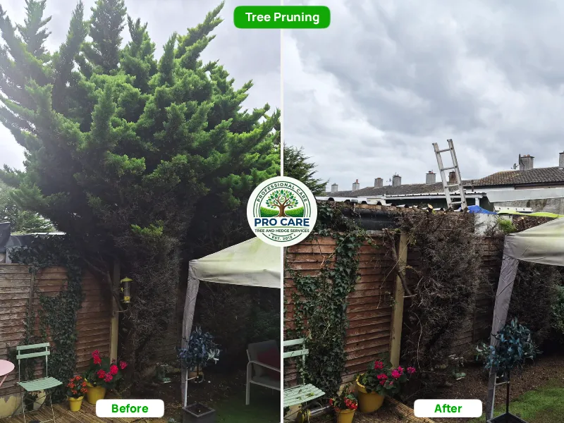 Before and after comparison of a tall conifer tree heavily pruned and cut back in a back garden by Pro Care Tree and Hedge Services.