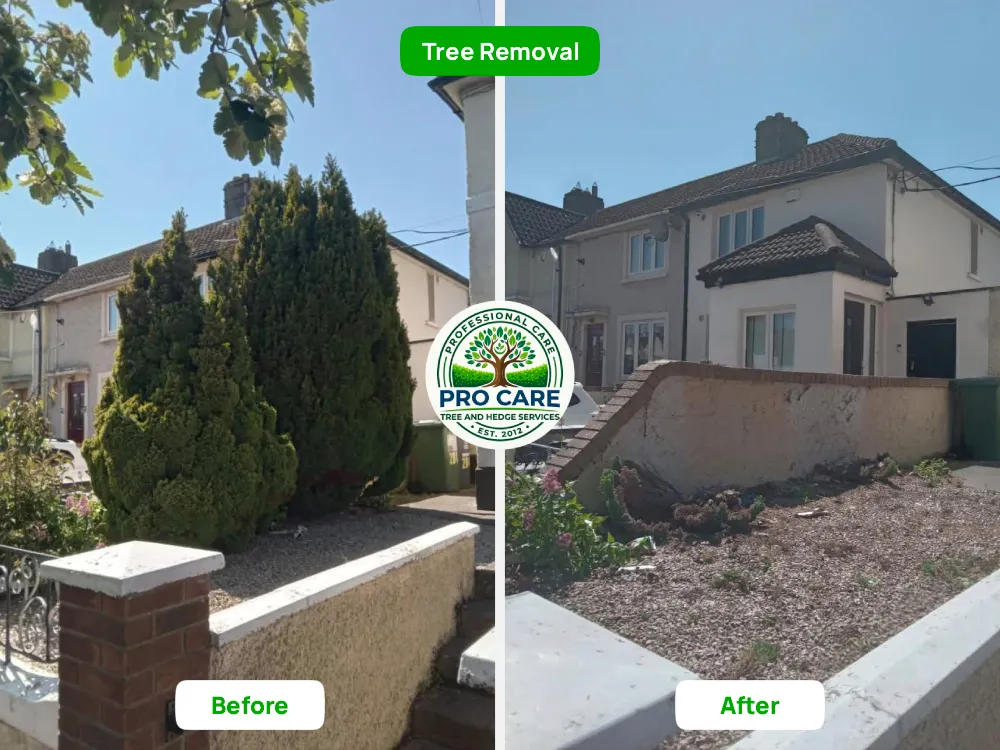 Conifer tree removal Dublin - Before and after pictures side by side - Pro Care Dublin