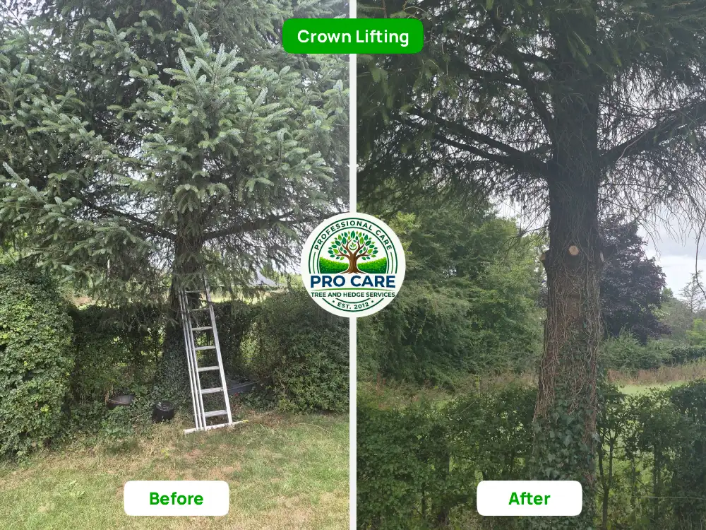 Crown lifting of conifer tree before and after - Pro Care Dublin