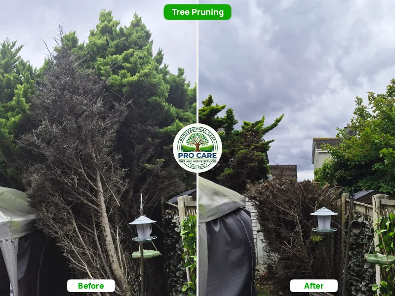 Before and after comparison of a conifer tree crown reduction and pruning service completed by Pro Care Tree and Hedge Services.