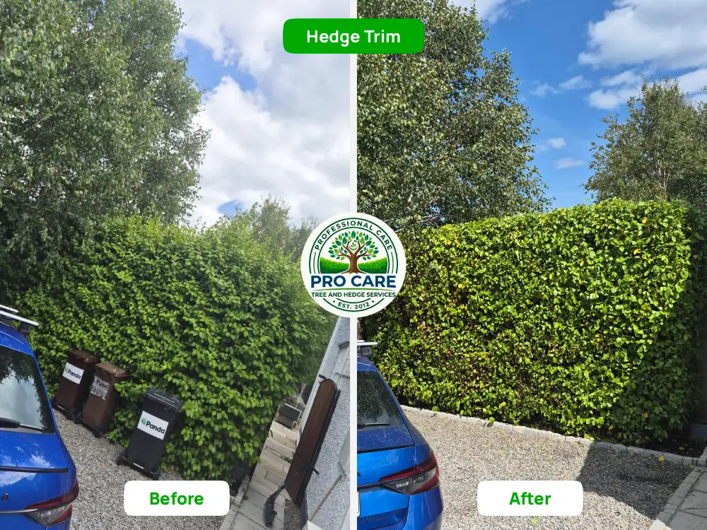Hedge Trim Before-after Driveway Dublin