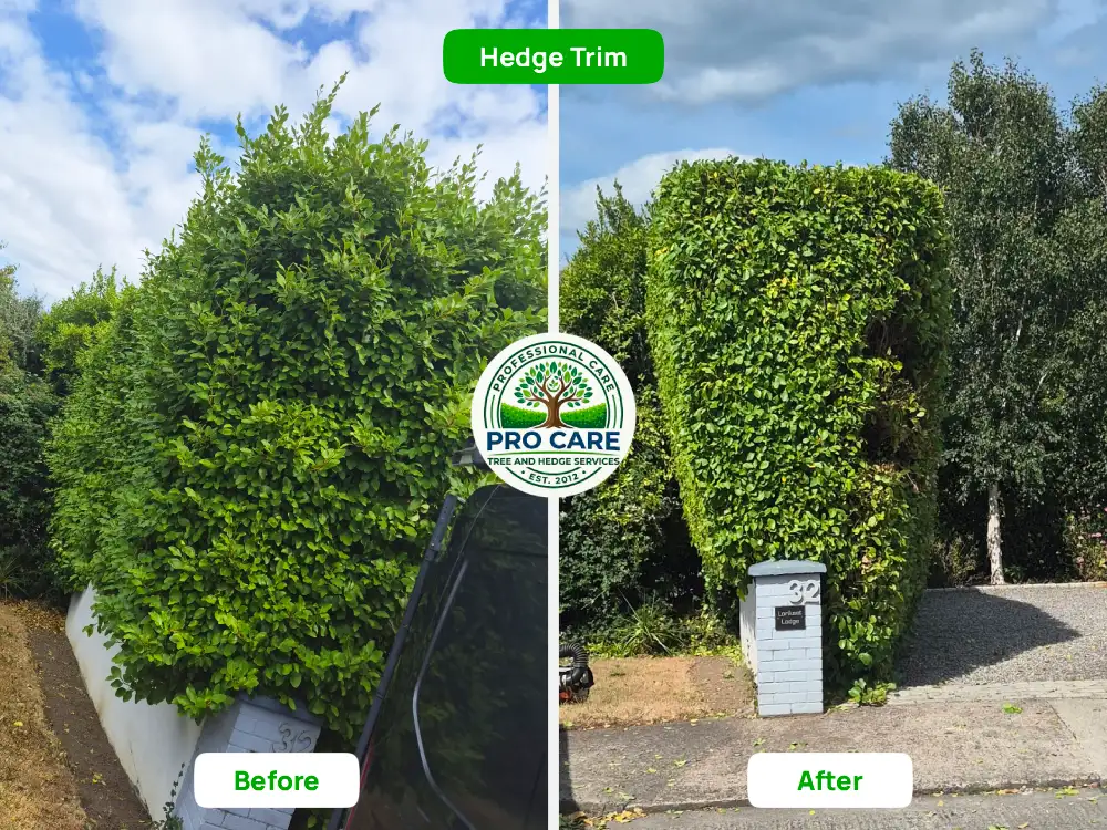 Hedge Trim Before and After in Dublin - Pro Care