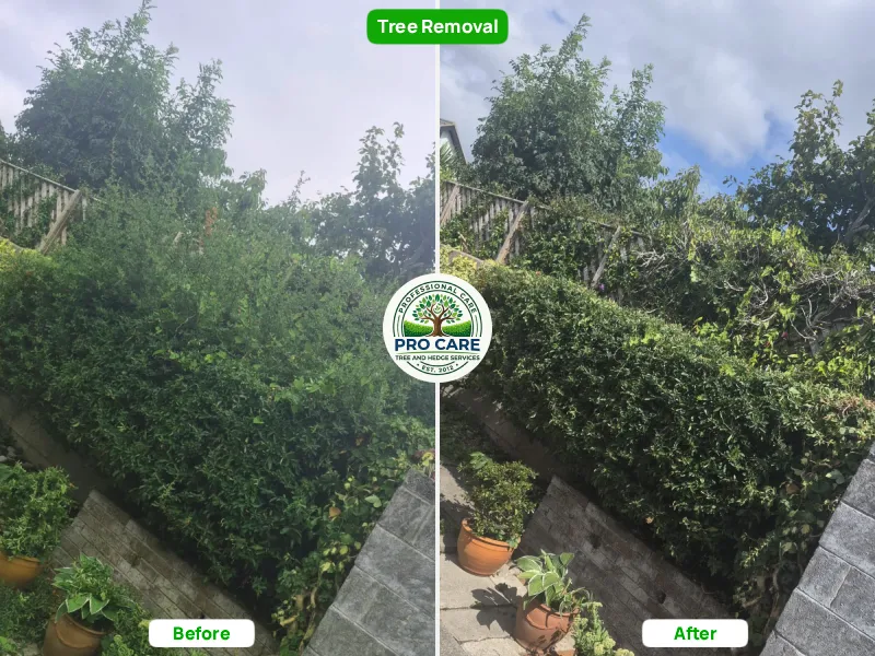 Hedge trim along a side garden passage before and after - Pro Care