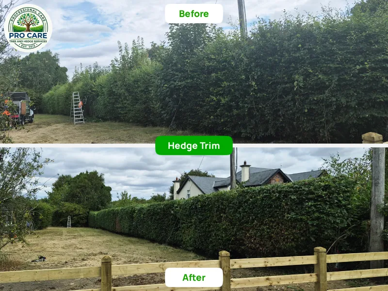 Before and after hedge trim showing long tall boundary hedge cut back neatly along a rural property fence line, Procare Tree and Hedge Services