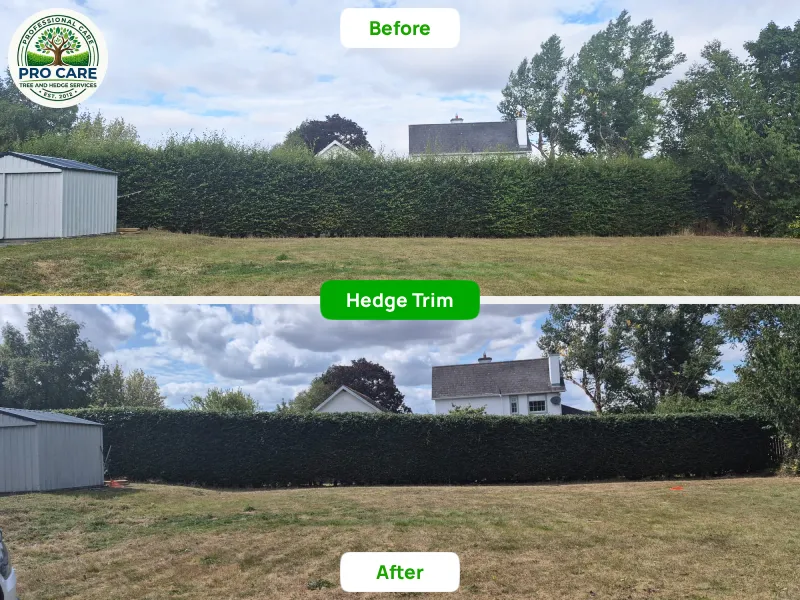 Before and after hedge trim showing tall field hedge trimmed neat and level beside a garden shed, Procare Tree and Hedge Services