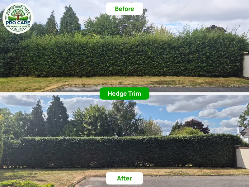 Before and after hedge trim showing wide roadside hedge trimmed low and level along a residential boundary, Procare Tree and Hedge Services