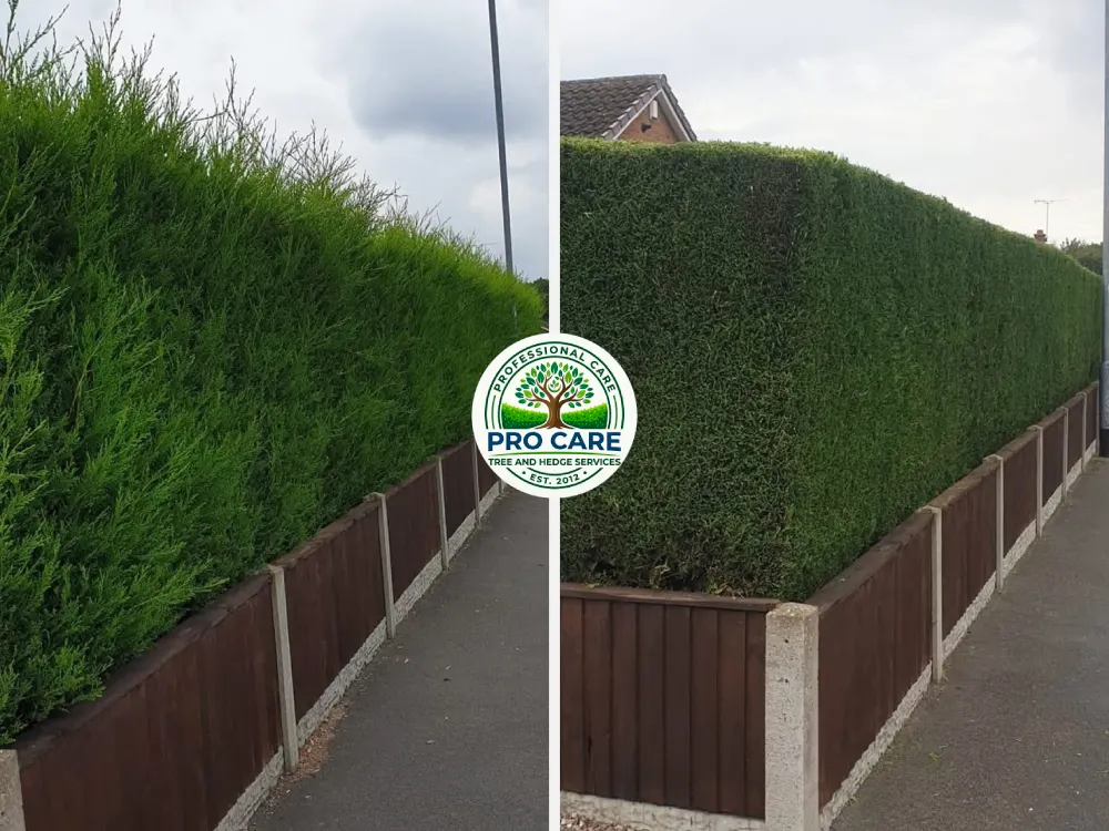 Before and after conifer hedge trimming by Pro Care Tree and Hedge Services — overgrown hedge on the left, neatly squared-off and trimmed hedge on the right, along a residential driveway.