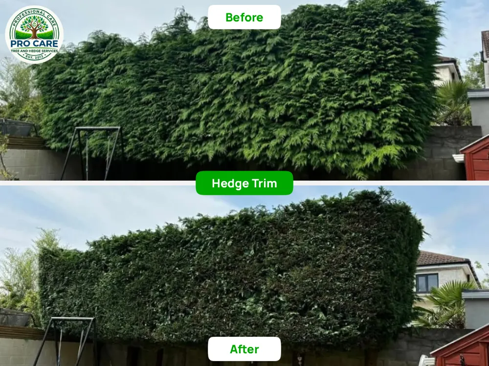 Long wall hedge before and after trim