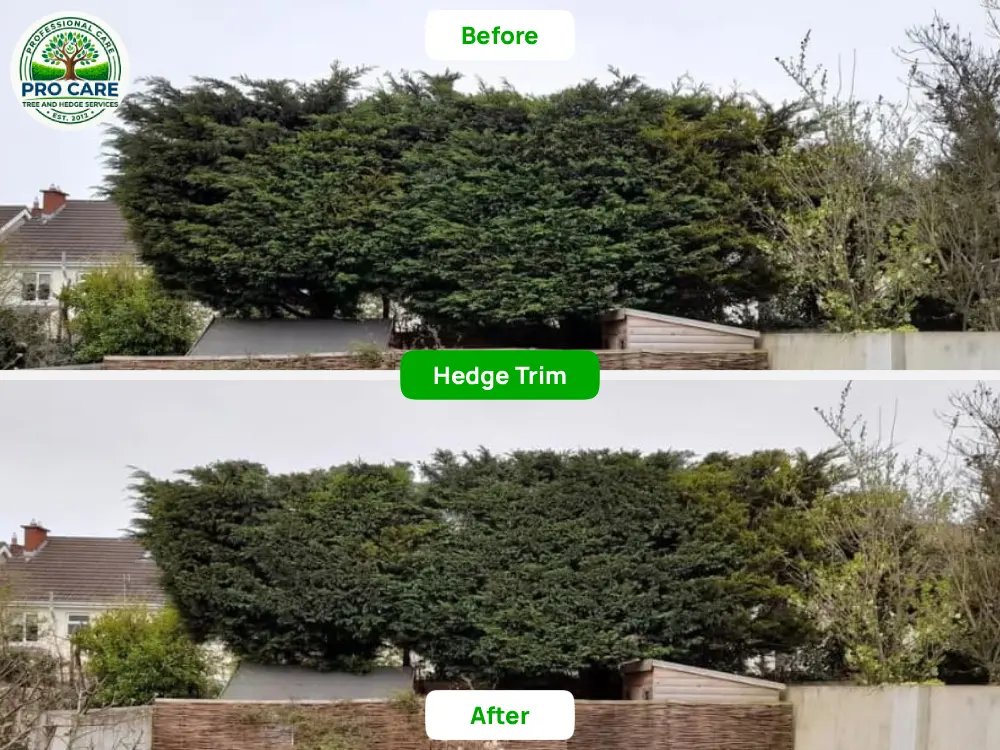 Overgrown conifer boundary before and after trim - Pro Care