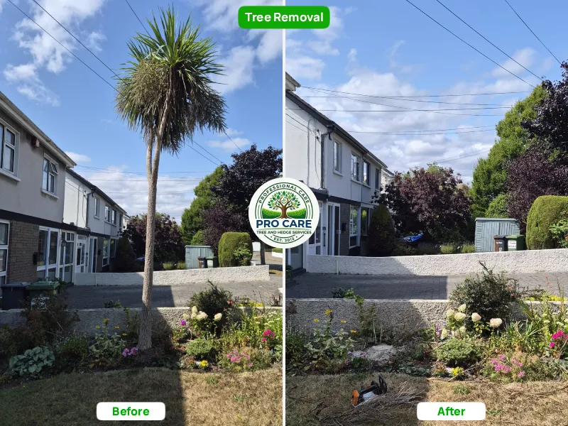Before and after removal of a mature palm tree from a front garden bed, Pro Care Tree and Hedge Services
