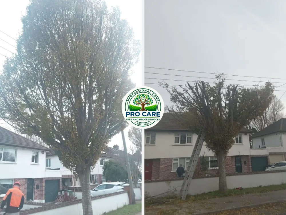 Before and after tree crown thinning by Pro Care Tree and Hedge Services — dense tall tree in a residential front garden on the left, crown thinned and reshaped on the right with an arborist working from a ladder.