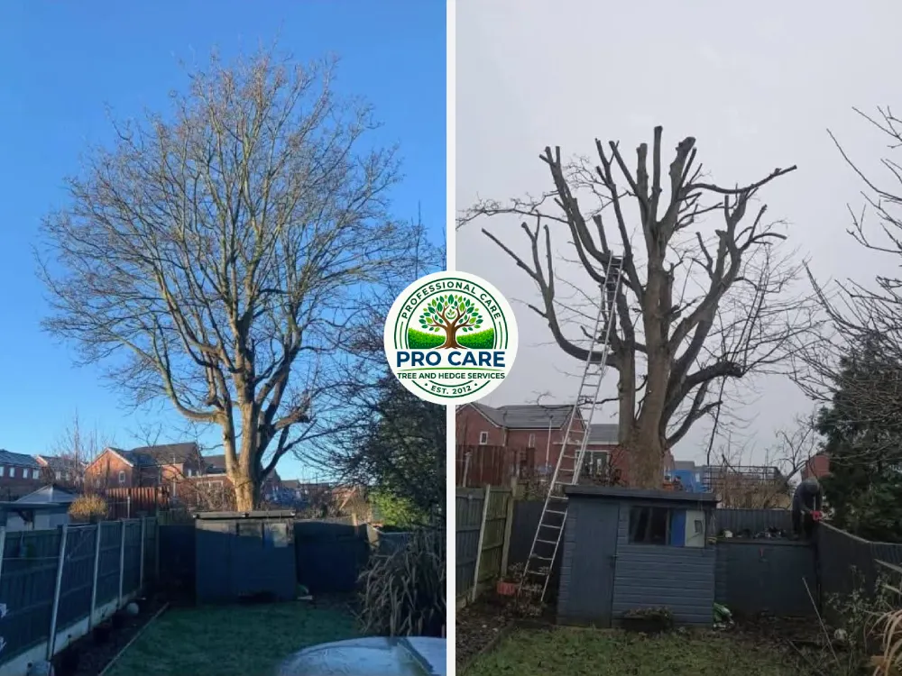 Before and after tree pruning by Pro Care Tree and Hedge Services — full mature tree canopy on the left, crown reduced with major limbs cut back near a garden shed on the right.