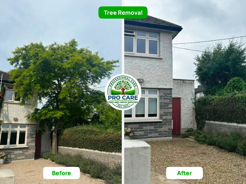 Tree removal from Garden in Dublin - Pro Care