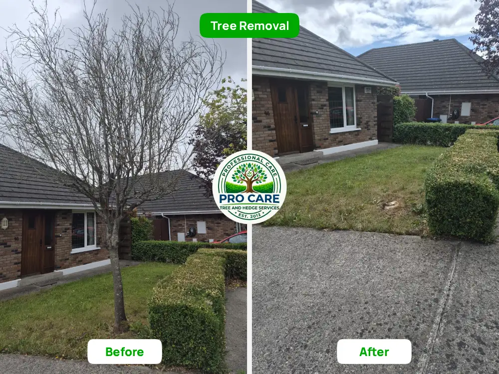 Tree removal in Dublin - before and after - Pro Care Dublin