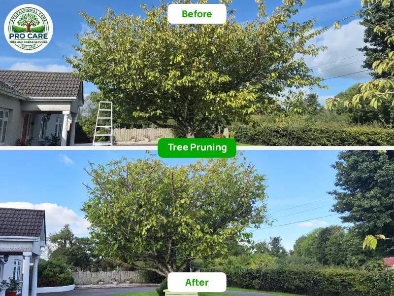 Big tree pruned before and after service photos