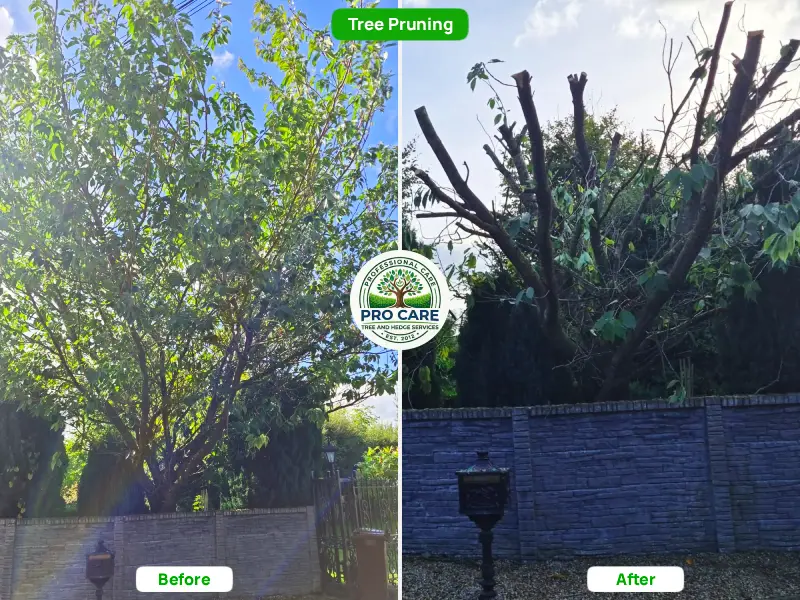 Big tree topped and pruned before and after - Pro Care Dublin
