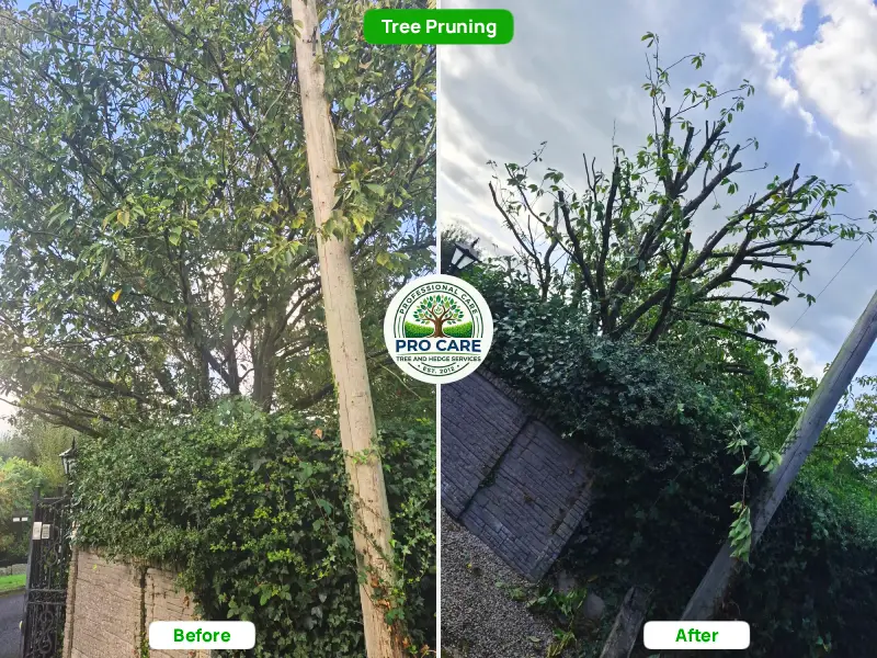 Heavy tree pruning and topping before and after - Pro Care Dublin