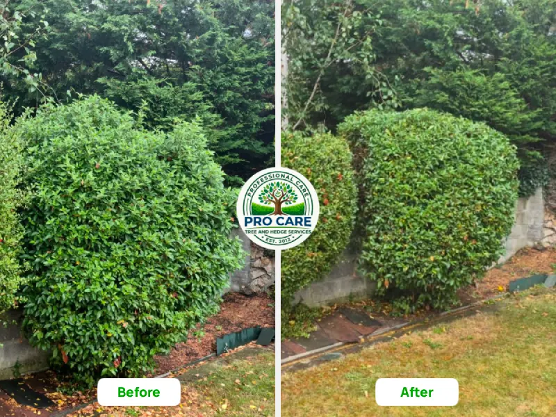 Before and after hedge trim showing overgrown rounded shrub cut back neatly along a garden path, Procare Tree and Hedge Services
