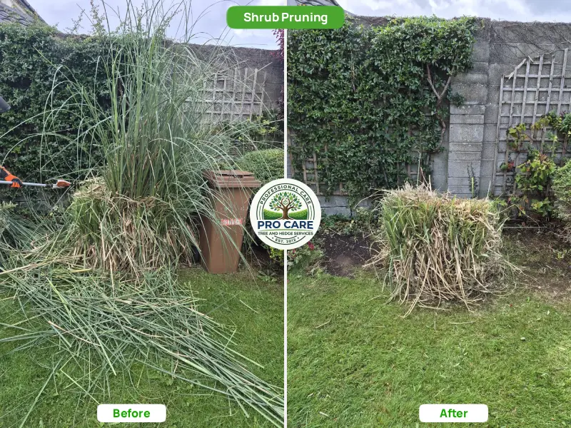 Before and after of an overgrown ornamental grass shrub with long trailing blades on the left, cut back hard to a tidy, compact base on the right.