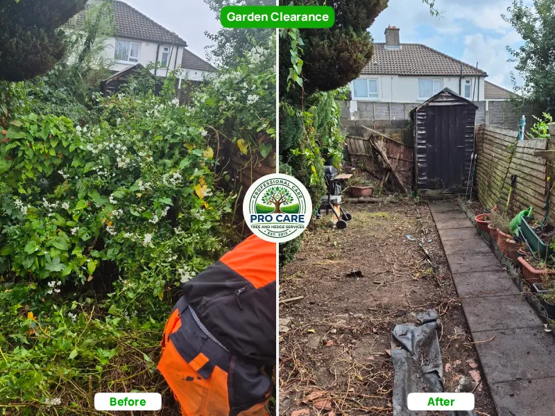Before and after garden clearance showing overgrown back garden with brambles and shrubs cleared to bare ground, Procare Tree and Hedge Services