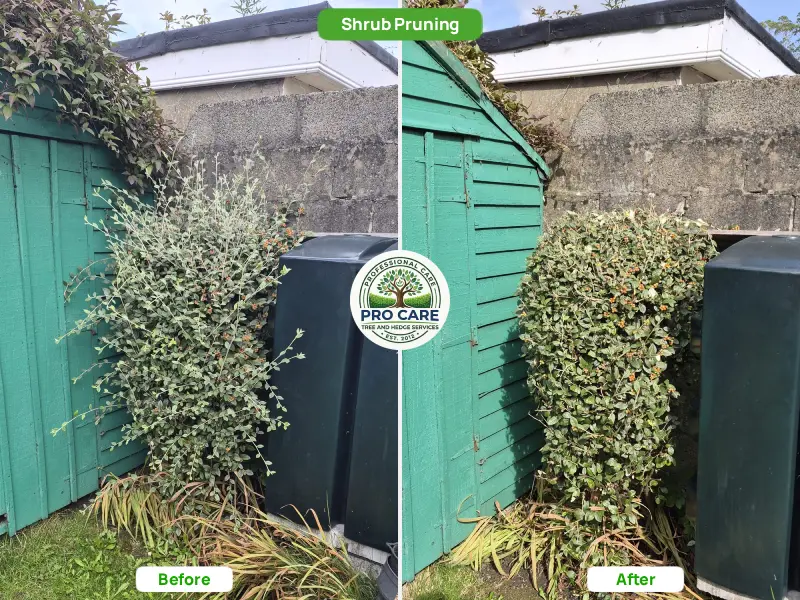Before and after of a sprawling cotoneaster shrub with long, straggly growth on the left, shaped into a neat, dense form on the right.