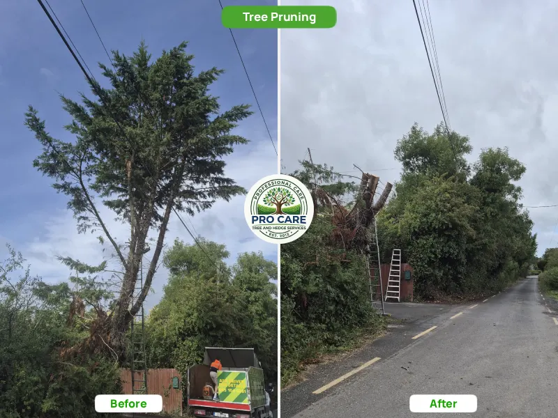 Before and after tree pruning showing tall roadside conifer cut back and cleared away from overhead power lines, Procare Tree and Hedge Services