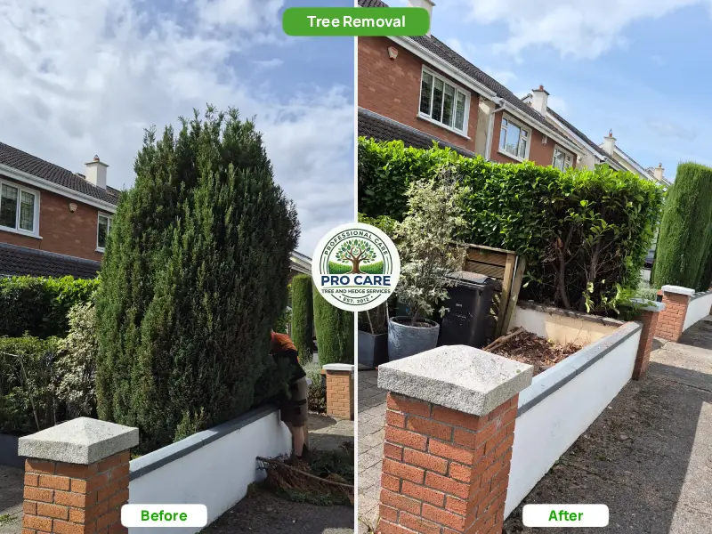 A large mature conifer tree beside a garden wall on the left, fully removed leaving a clear boundary hedge and wall on the right.