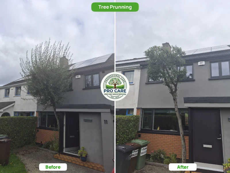 Before and after tree pruning by Pro Care Tree and Hedge Services - tree with a wide, overgrown canopy overhanging a house entrance on the left, thinned and shaped to keep clear of the property on the right.