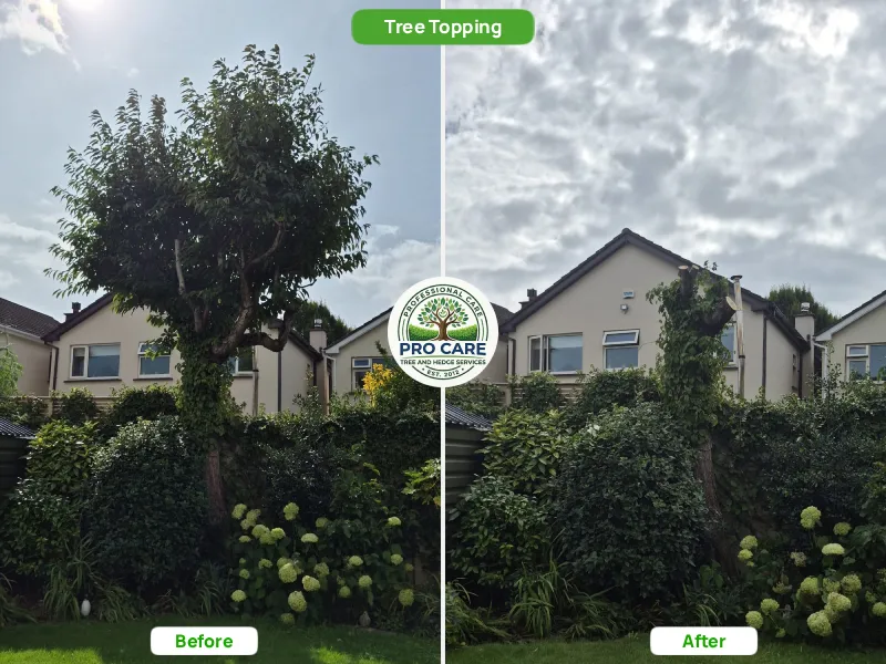 Before and after tree topping of a tall overgrown tree reduced to a safer, more manageable height in a residential garden.